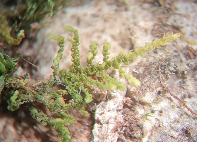 Pelekium minutulum